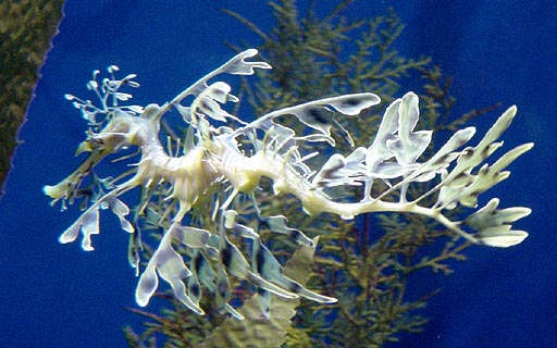 a sea horse at the Museum of the Pacific in Long Beach
