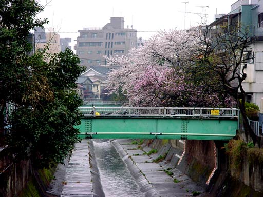 a river near my apartment in Nakano