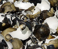 Piles of black egg shells