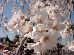 White blossoms near Otemachi