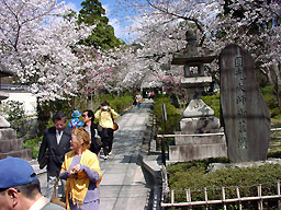 Sakura lined path (one of many)