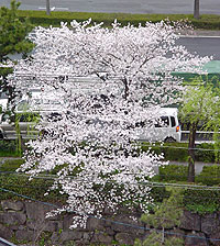 A Sakura tree outside our hotel room