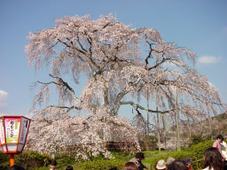 A famous tree in Maruyama Koen