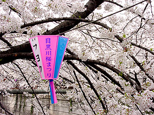 it says &quot;Nakameguro Cherry Festival&quot;